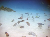 fish3.jpg
