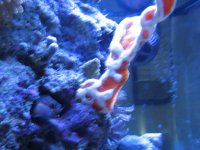 tailspotsponge.JPG