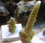 Green Acro.jpg