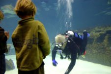 diving in a tank.jpg