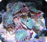 green hairy ric rock.jpg