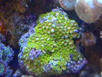 GreenPink Zoa 001.jpg