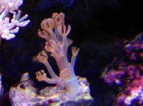blue xenia.jpg