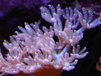 blue pom pom1.jpg