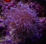 blue xenia anthelia.jpg