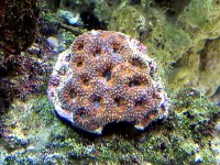 acan 002.jpg