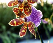 Pic00060 final small.jpg