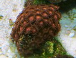 DSCF1178.JPG