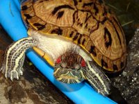 Baseball and turtles 065.jpg