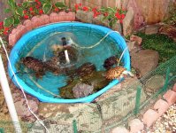 Baseball and turtles 067.jpg