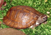 Baseball and turtles 074.jpg