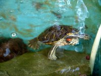 Baseball and turtles 055.jpg