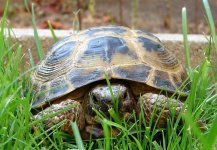 Baseball and turtles 042.jpg