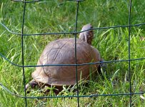 Baseball and turtles 044.jpg