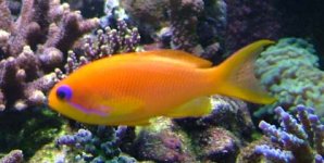 lyretail antias.jpg