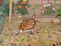 Baseball and turtles 070.jpg