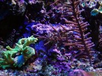 Asphalt with coraline.jpg