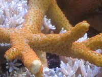 Orange Digitata 2R.JPG