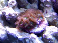 zoas.jpg