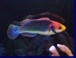 solar-fairy-wrasse-large.jpg