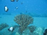 St. Anthony Jan 12 2007 011 small.jpg