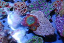 Acans_Blastos.jpg