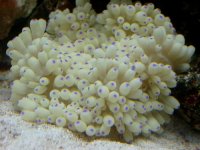 purple tip anenome.jpg