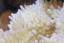 purple tip anenome 2.jpg