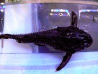 Pre Historic Catfish P1070549 copy.jpg