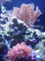 retracted porites june 2009.JPG