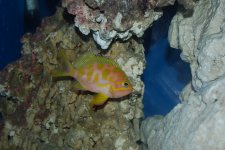 Anthias1.jpg