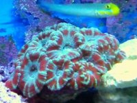 Acan.jpg