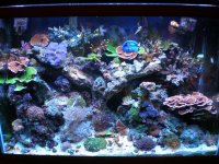 reef tank 1 027.jpg