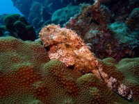 20090318-Dive2-AliceInWonderland (29)-edit.jpg