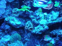 reef tank 1 056.jpg