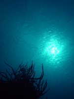 20090319-Dive1-YellowSubmarine- (21)-edit.jpg