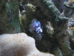 Harlequin Shrimp and Asterinas 002_800x600.jpg