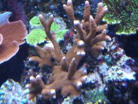 reef tank 1 001.jpg