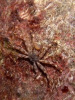 20090319-Dive4-BariReef- (33)-edit.jpg