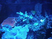 reef tank 1 062.jpg