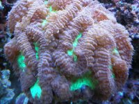 reef tank 1 046.jpg