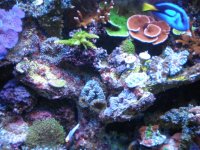 reef tank 1 044.jpg