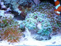 reef tank 1 042.jpg