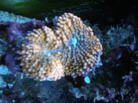 reef tank 1 047.jpg