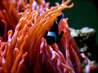 anemonie.jpg