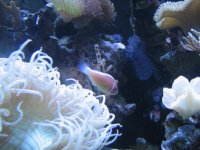 reef fish & sick pink scunk 001.jpg