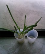 Scallion after a week or two PIC-0093 copy.jpg