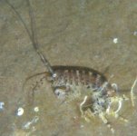2049amphipod.jpg