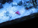 Dead Blood Shrimp_800x600.jpg