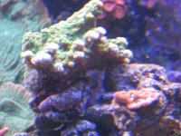sick puffer & fat heads 136.jpg